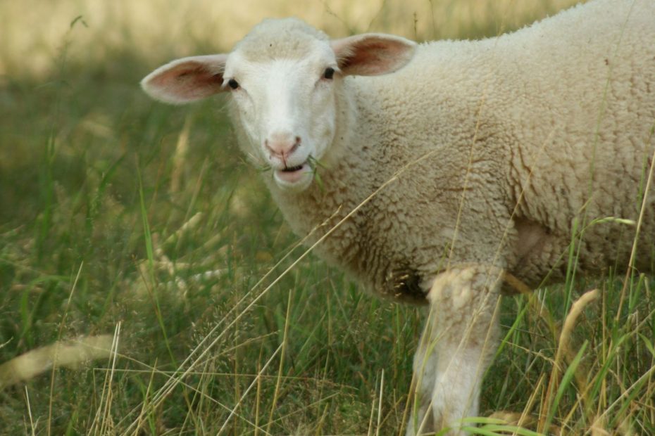 Shepherd Calls