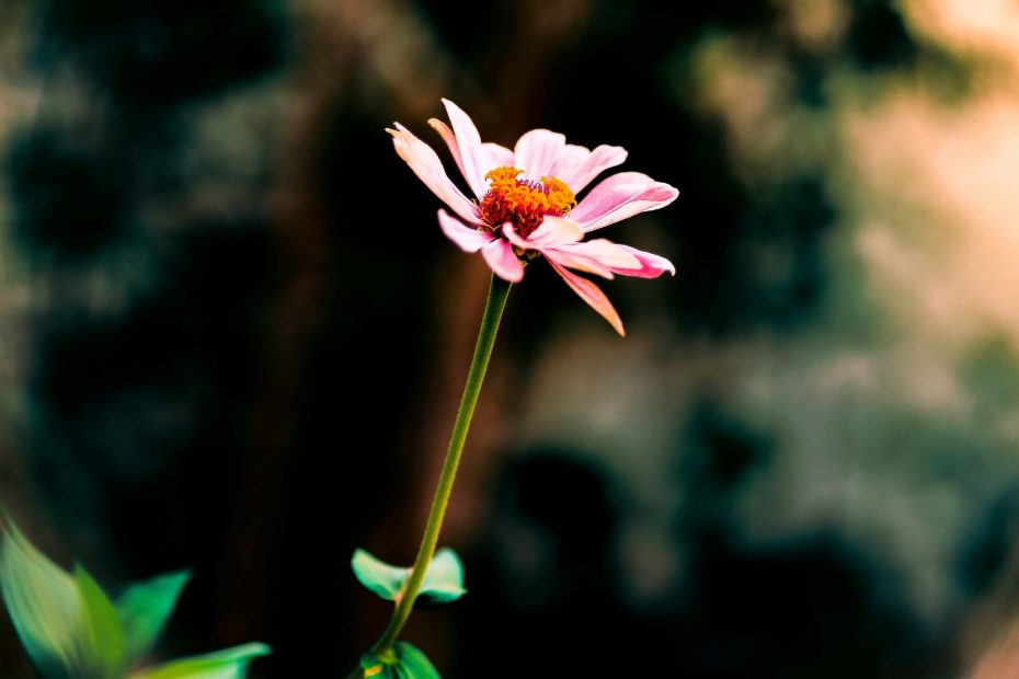 Voice of Conscience