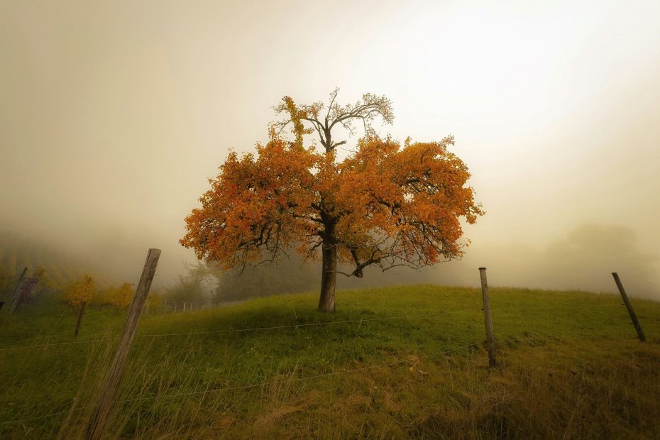 Belonging Wholly To Him