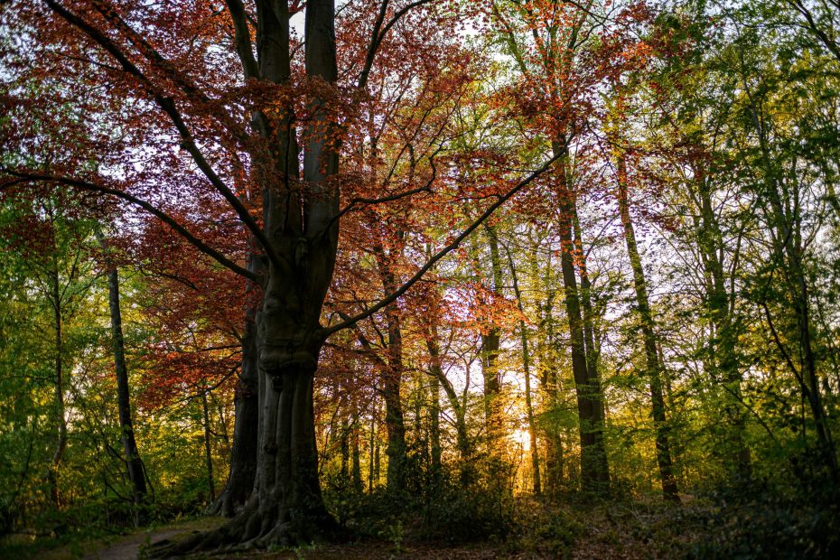 Faith Learned and Obtained