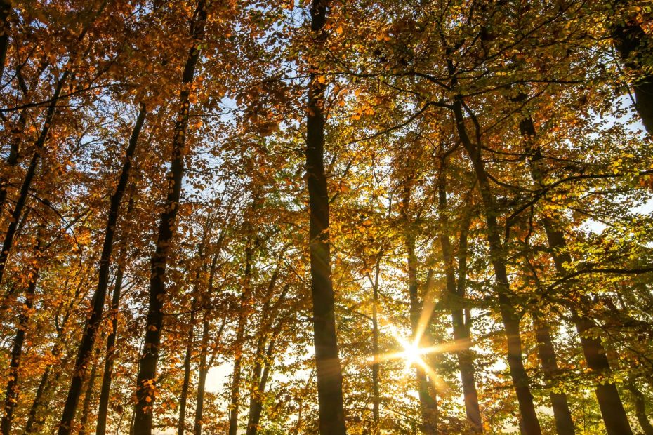 No Leisure for Self-Occupation