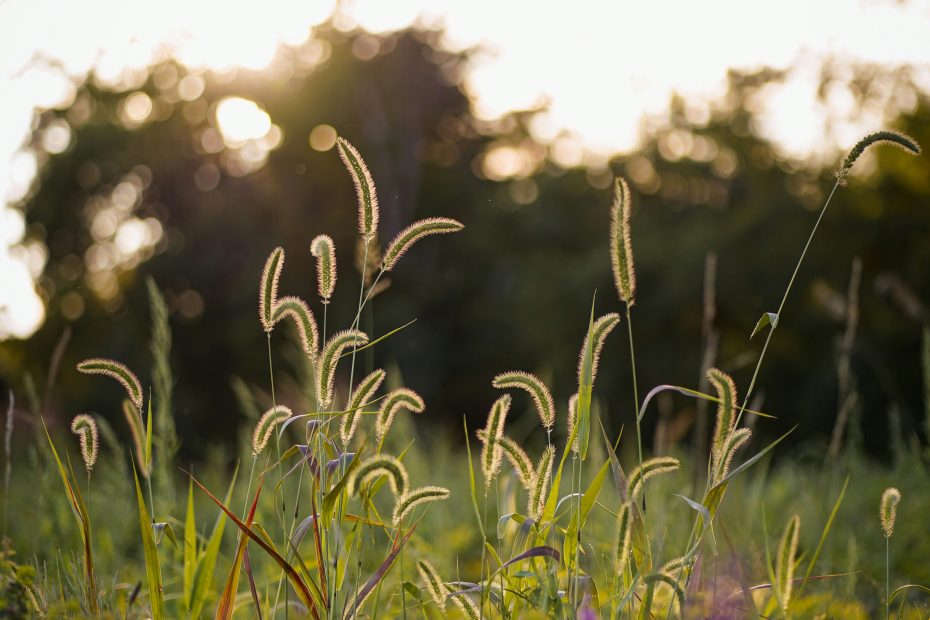 He Did Not Receive It