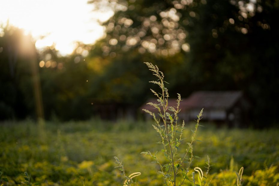 I Give Healing To You