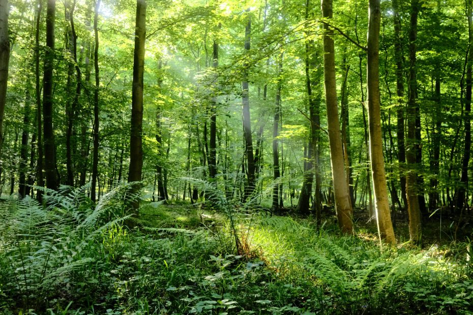 Pray With Assured Faith