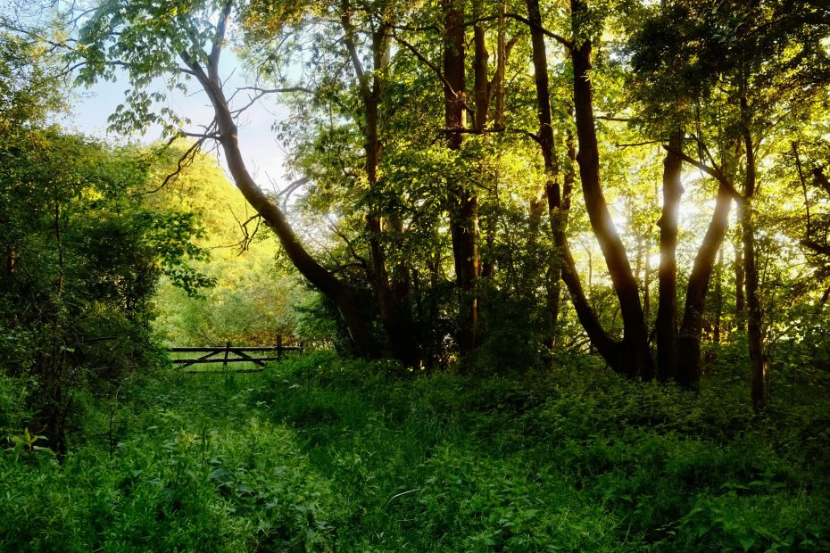 Pray He Will Fulfill His Will