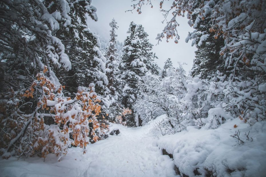 trust in the Name of YHWH