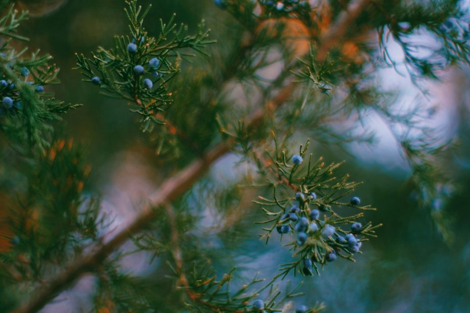 Praise and Thank God