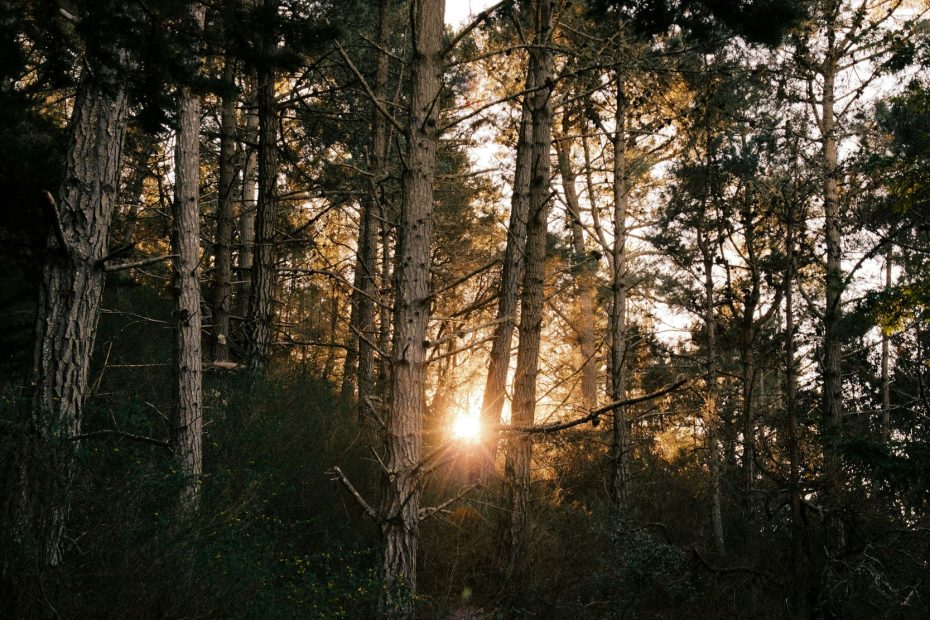 As Light Shines Upon Us