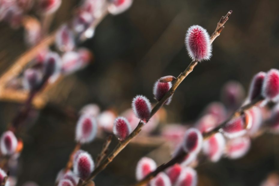 Through Faith and Patient Endurance