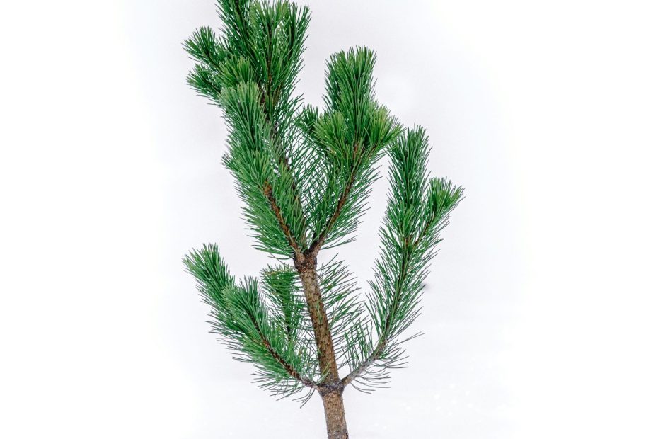 Merciful and Forgiving