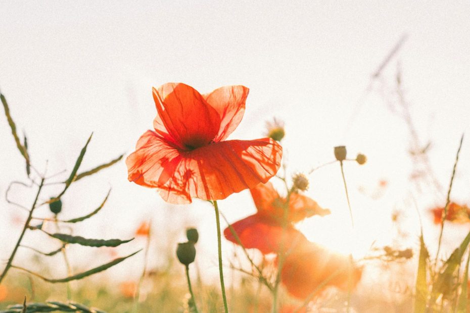 The Father Loves The Son