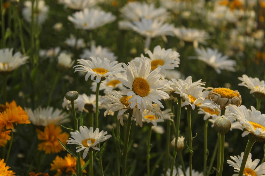 Seek the Kingdom of God!