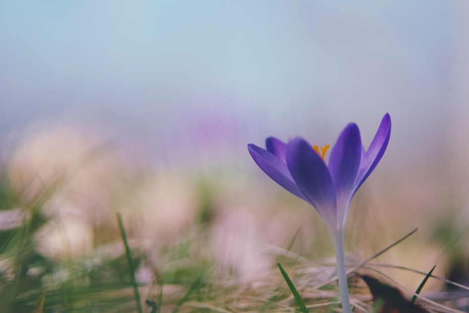 As He Has Treated You