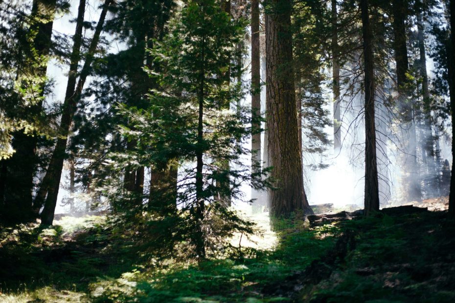 Expression of His Will