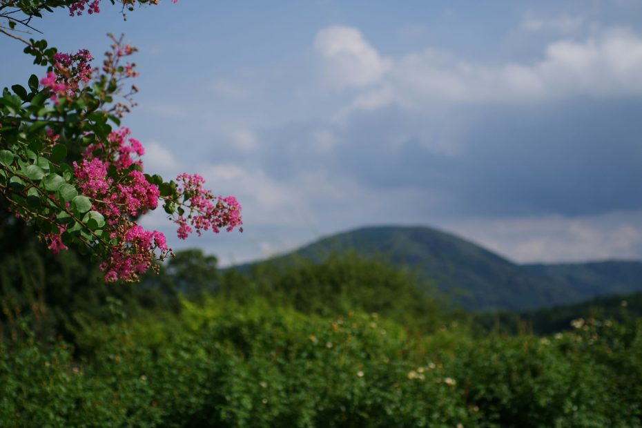 His Life is Our Life