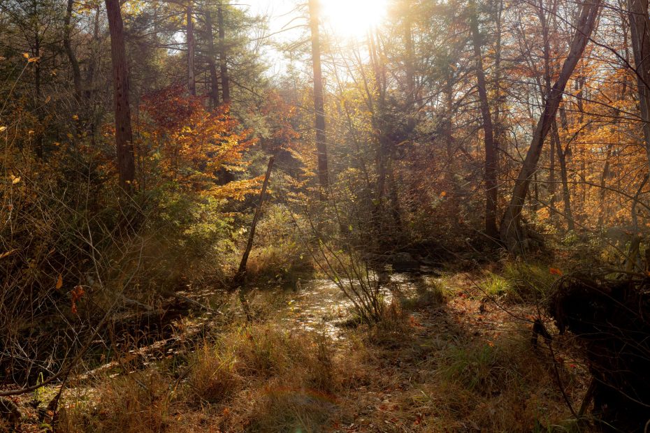 Declares Your Praise