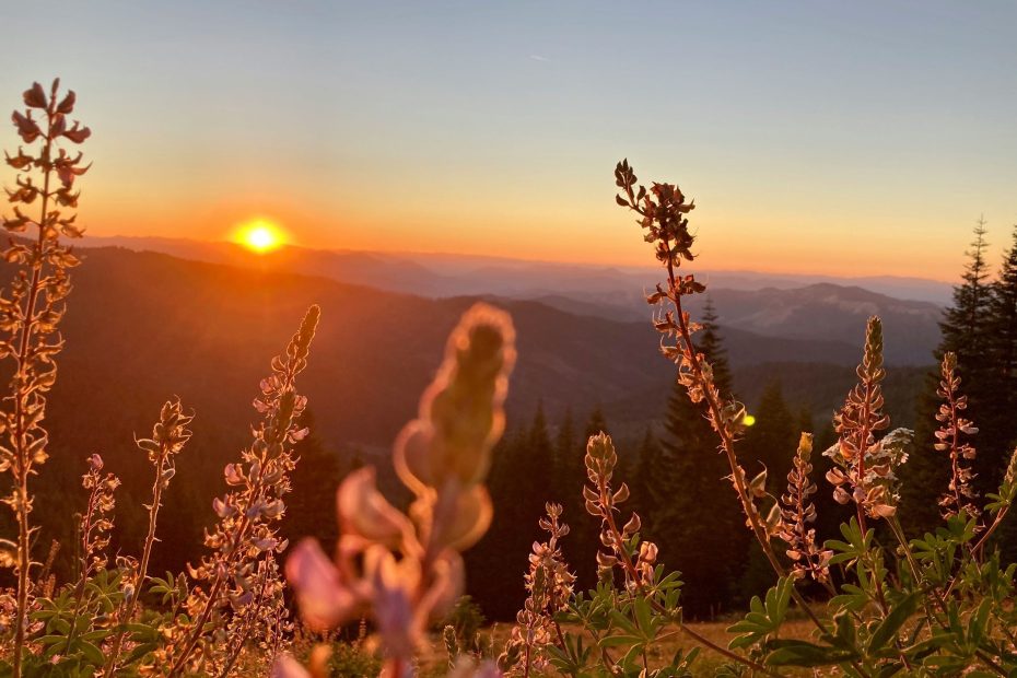 What He Desires To Do