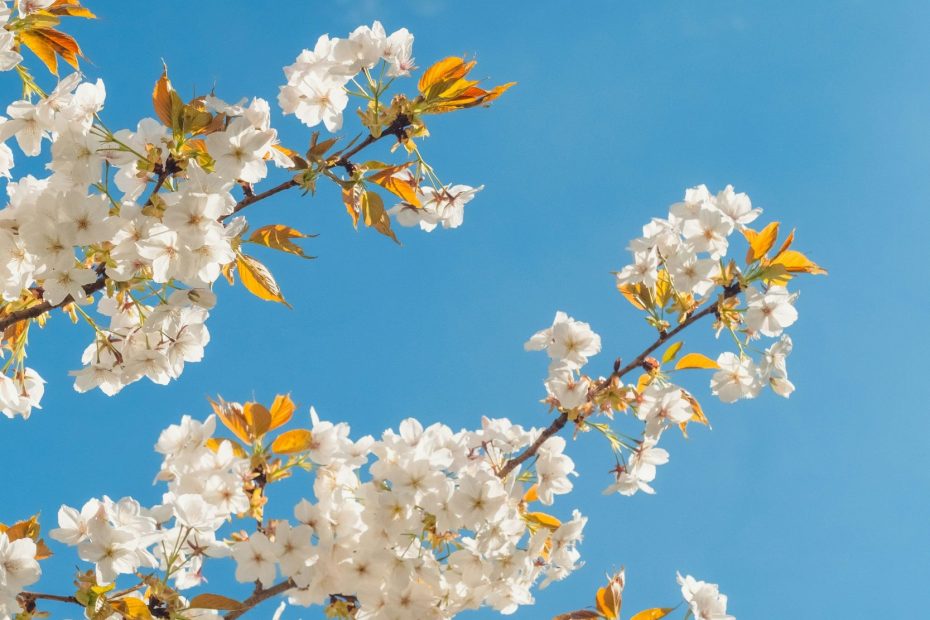 All The Members Rejoice