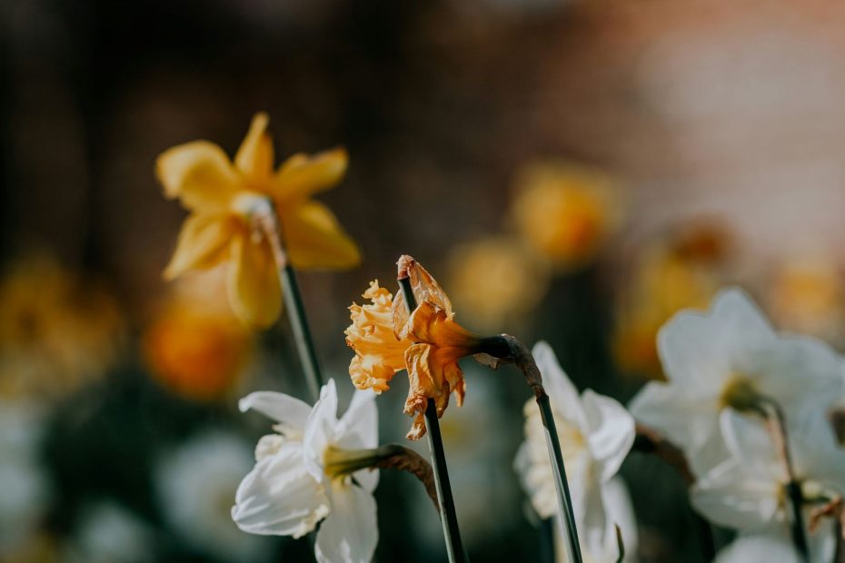 United With The Lord Jesus