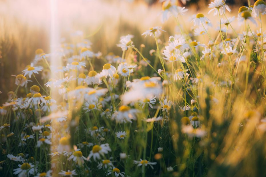 Deliverance From Law