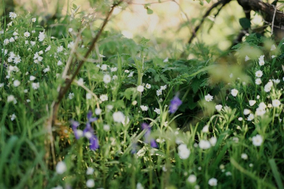 Authoritative Prayer