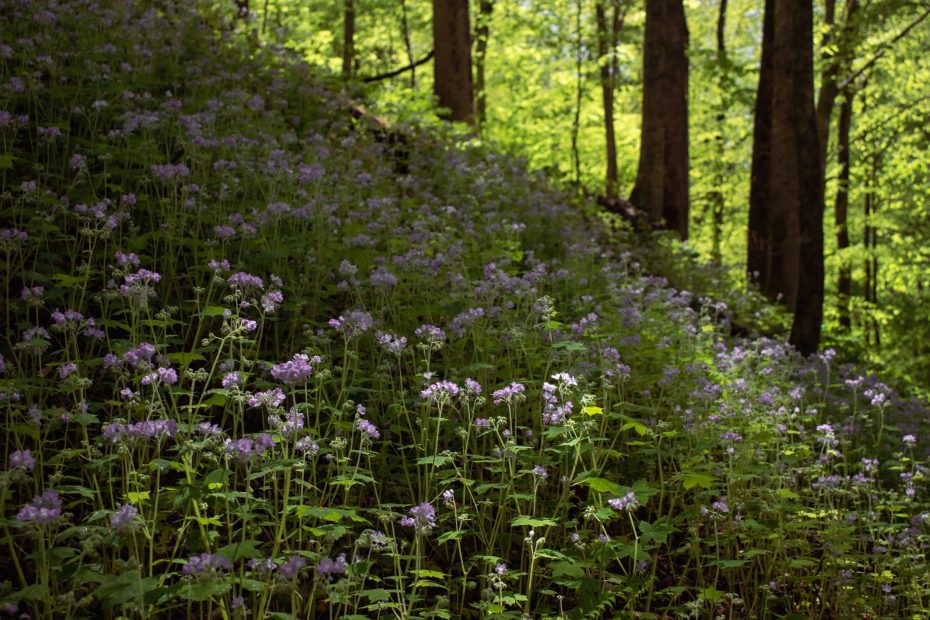 He Himself Carries Out