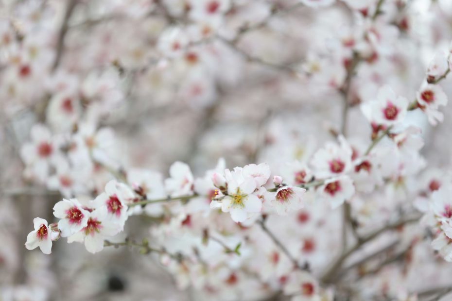 Authoritative Prayer