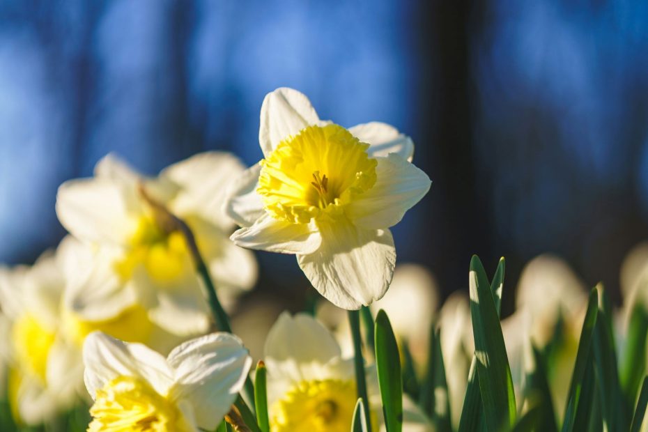 Shut The Lion's Mouth