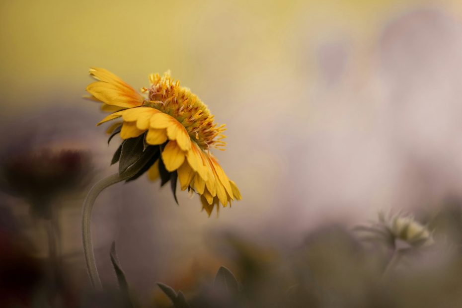 Christ Alone is King