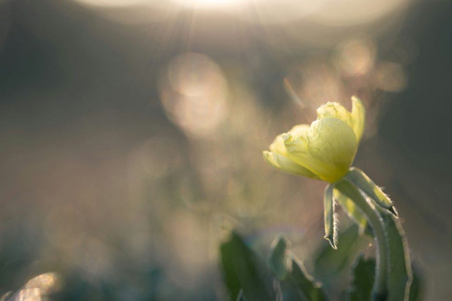 that you love one another, according as I loved you;