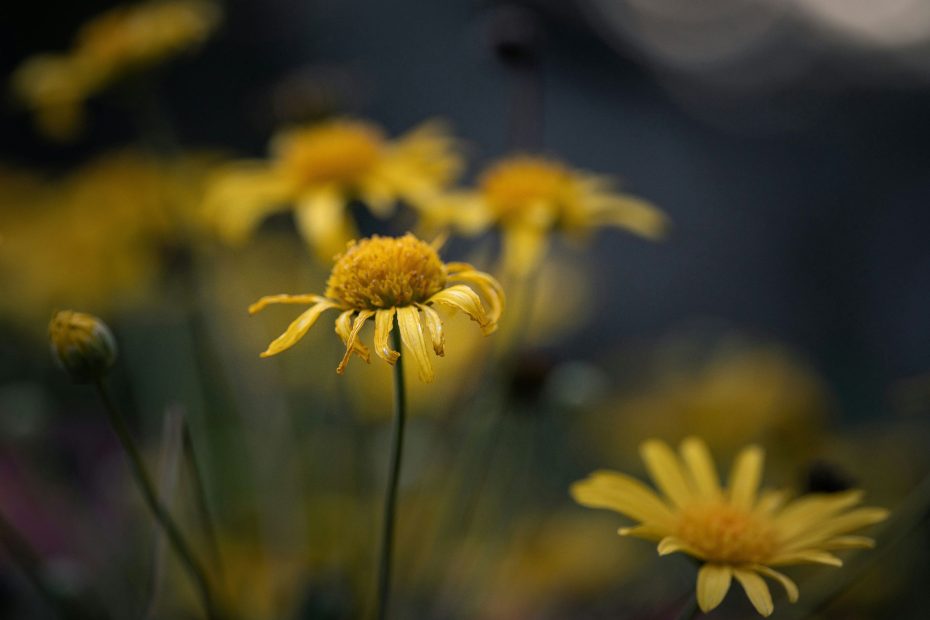 The LORD rebuke you!