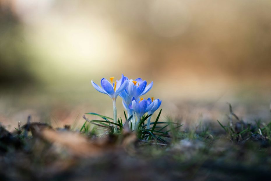 Christ is The Son of God